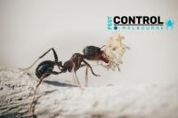 General Pest Control Melbourne image 5